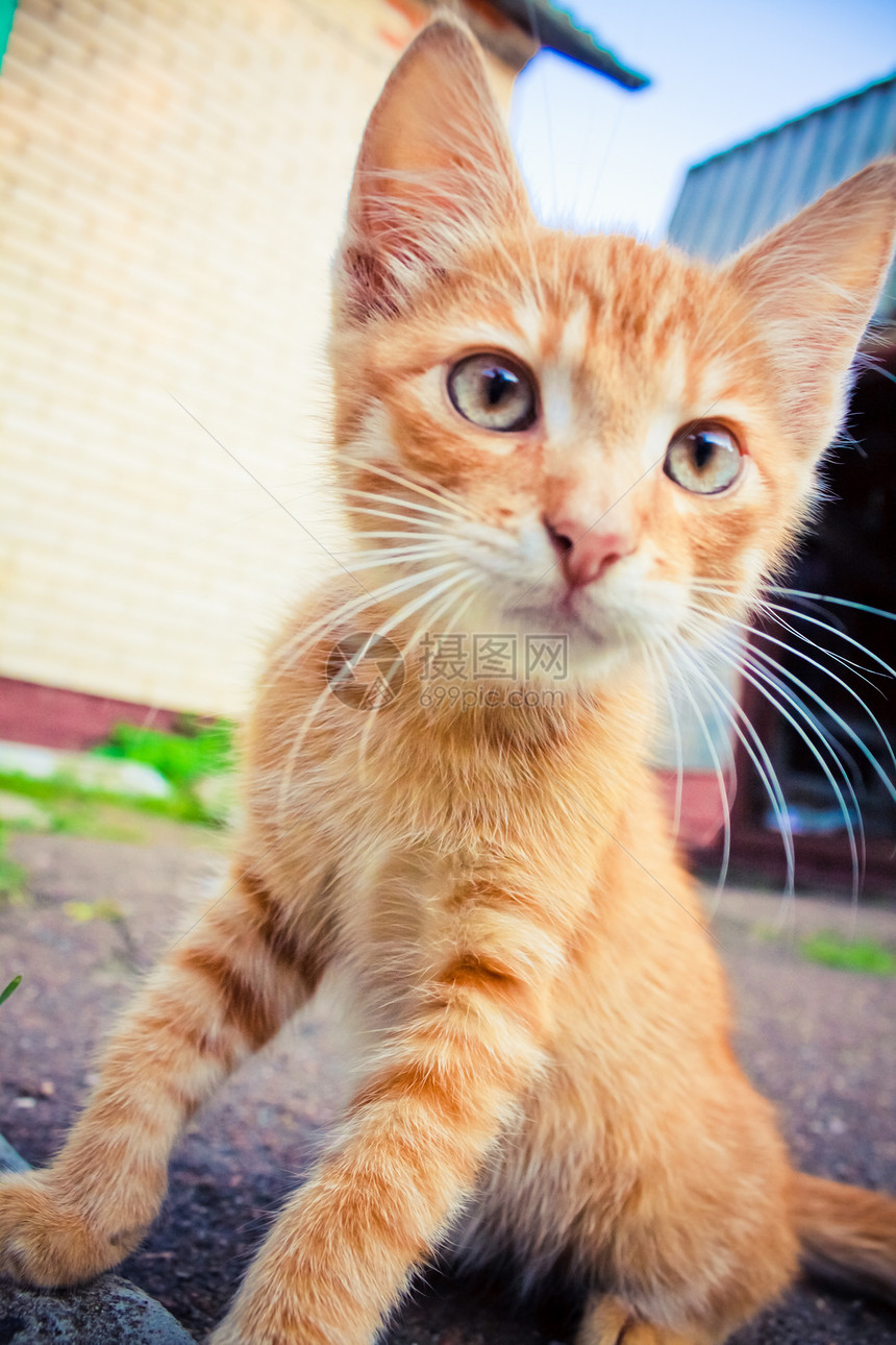 一只红猫坐在石头上公园太阳叶子草地爪子胡须哺乳动物小猫猫咪手表图片
