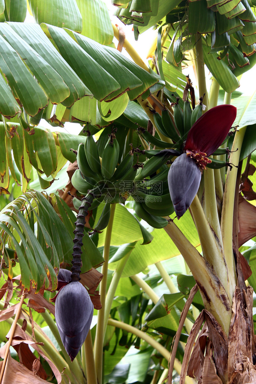 香蕉水果农业异国种植园热带绿色情调草本图片