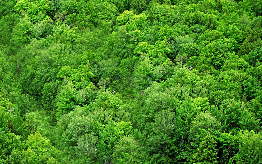 绿色森林背景公园日光勘探野生动物植物群树木生态环境荒野季节图片