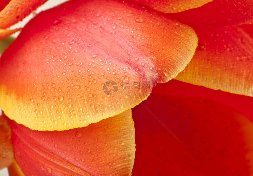 美丽的红色郁金香 近身礼物花园花瓣花店园艺花束植物群宏观植物生长图片