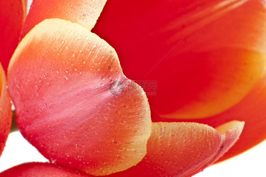 美丽的红色郁金香 近身花园花束花瓣生长宏观植物礼物园艺花店植物群图片
