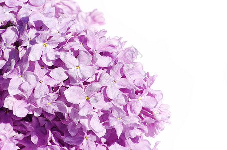 丁香花衬套花束植物学植物紫色框架枝条白色季节叶子背景图片