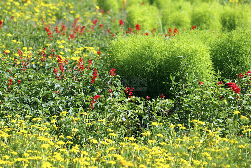 很多红黄花朵 绿草地 夏天图片