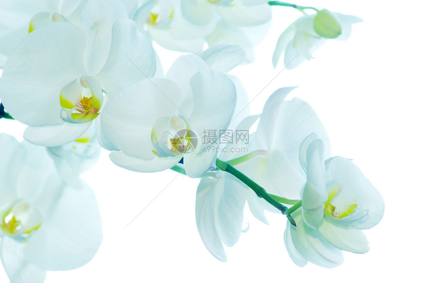 白兰花异国展示情调美丽植物热带白色绿色兰花边界图片