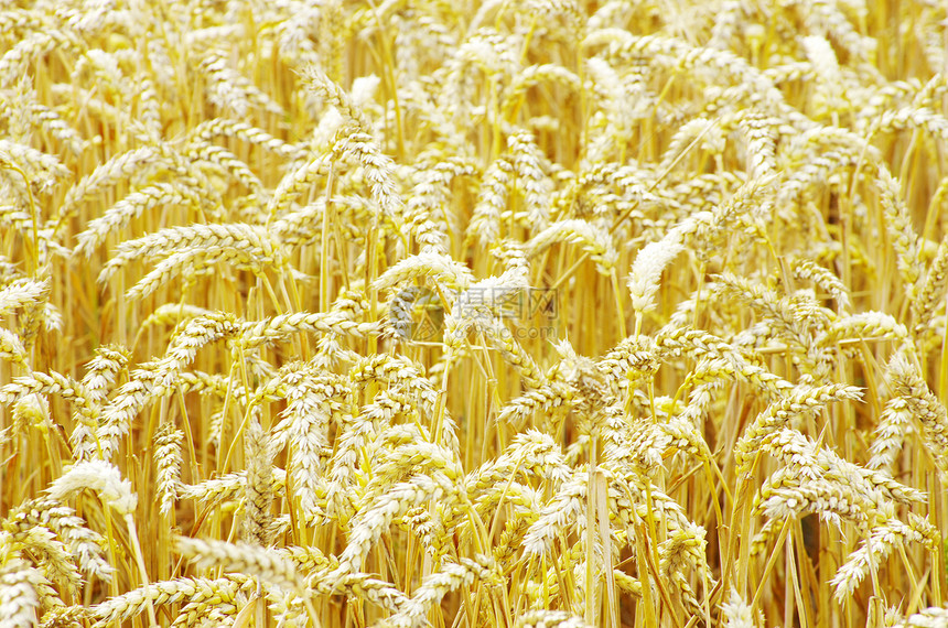 小麦田季节培育麦田小麦玉米面包粮食植物谷物种子图片
