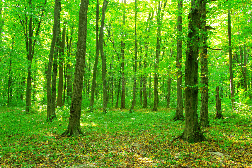 绿林日光叶子风景阳光森林途径射线环境美丽荒野图片