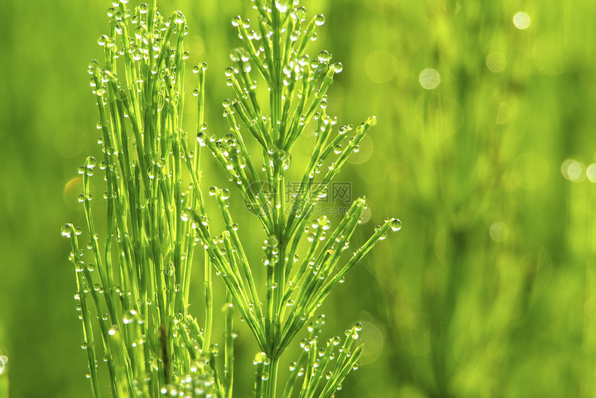 草地上滴水生长液体雨滴花园植物宏观树叶草本植物绿色图片