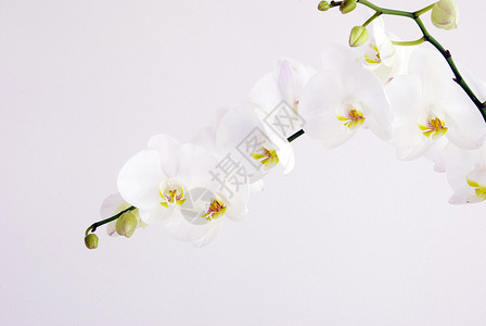 白兰花植物群美丽植物植物学黄色展示热带白色花瓣宏观背景图片