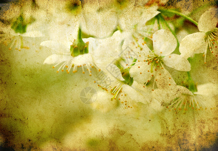 樱花花季节性花瓣绿色白色背景图片