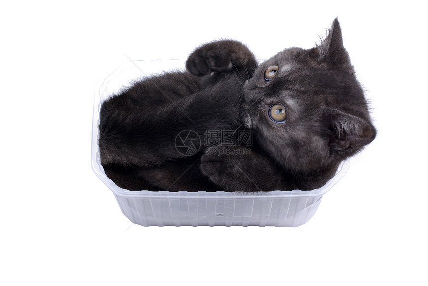 可爱的黑猫咪喜欢在白色背面隔离的塑料盒图片