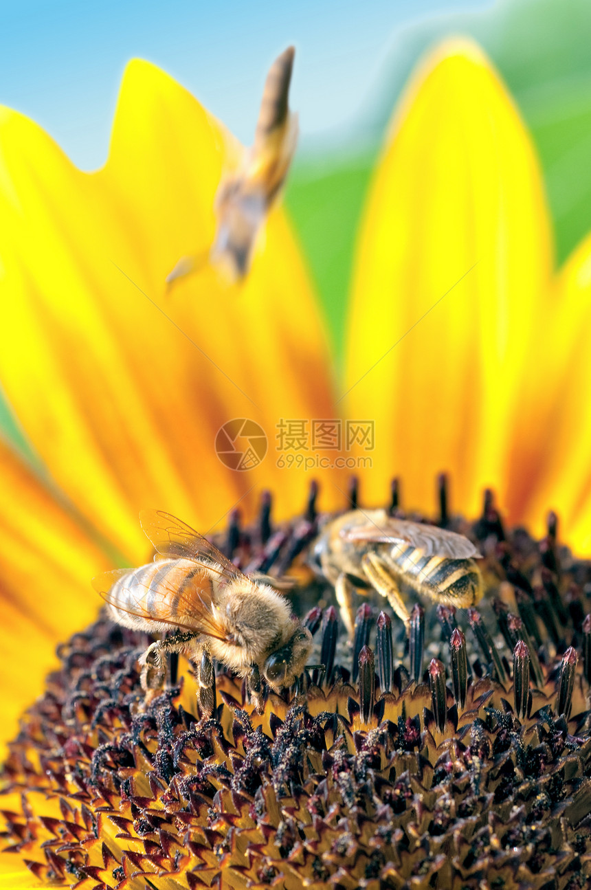 两只蜜蜂在黄向日葵上工作图片