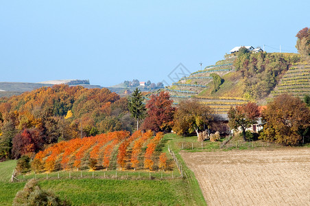 克罗地亚Robadje的葡萄园和山丘景观高清图片