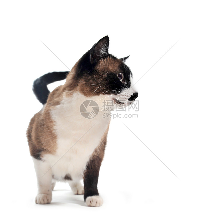 siamesa 猫宠物爪子工作室警觉动物图片