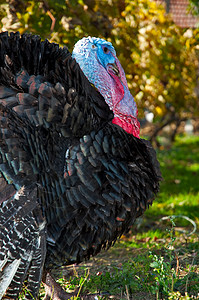活火鸡的肖像动物感恩波峰食物公鸡黑色羽毛红色荒野农场背景图片