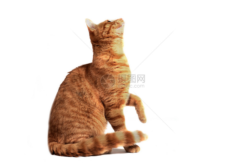 姜猫棕色宠物动物白色猫科图片