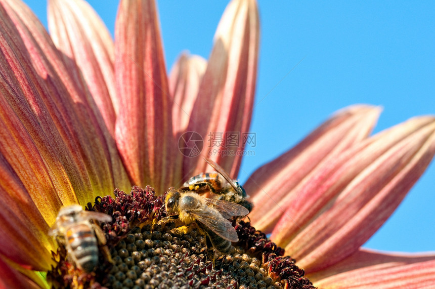 三只蜜蜂在红向日葵上工作图片