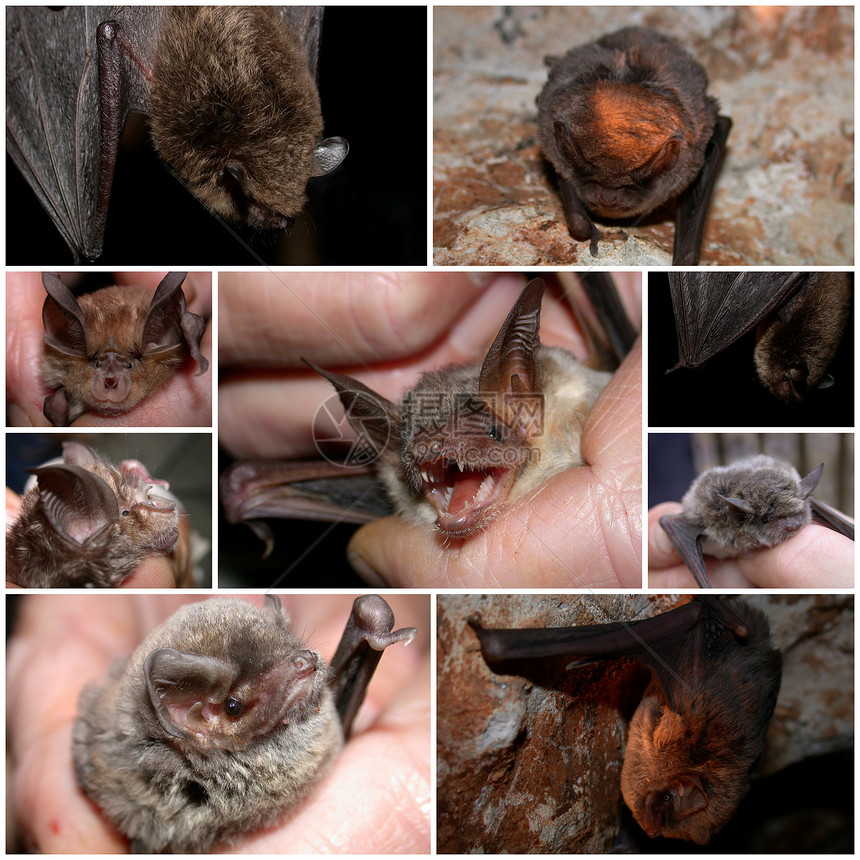 蝙蝠棒哺乳动物退位牙齿蝙蝠动物规格麦冬图片