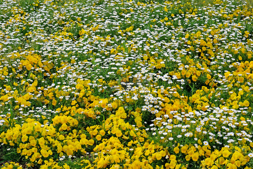 绿色草地 有白色和黄色的花朵图片