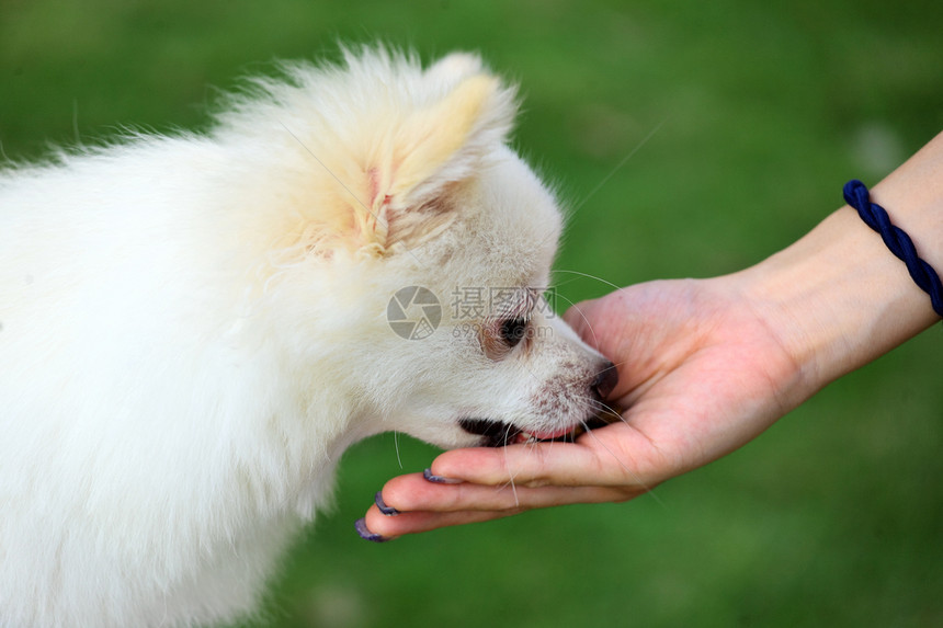 喂养狗宠物快乐动物食物眼睛朋友草地季节小狗图片