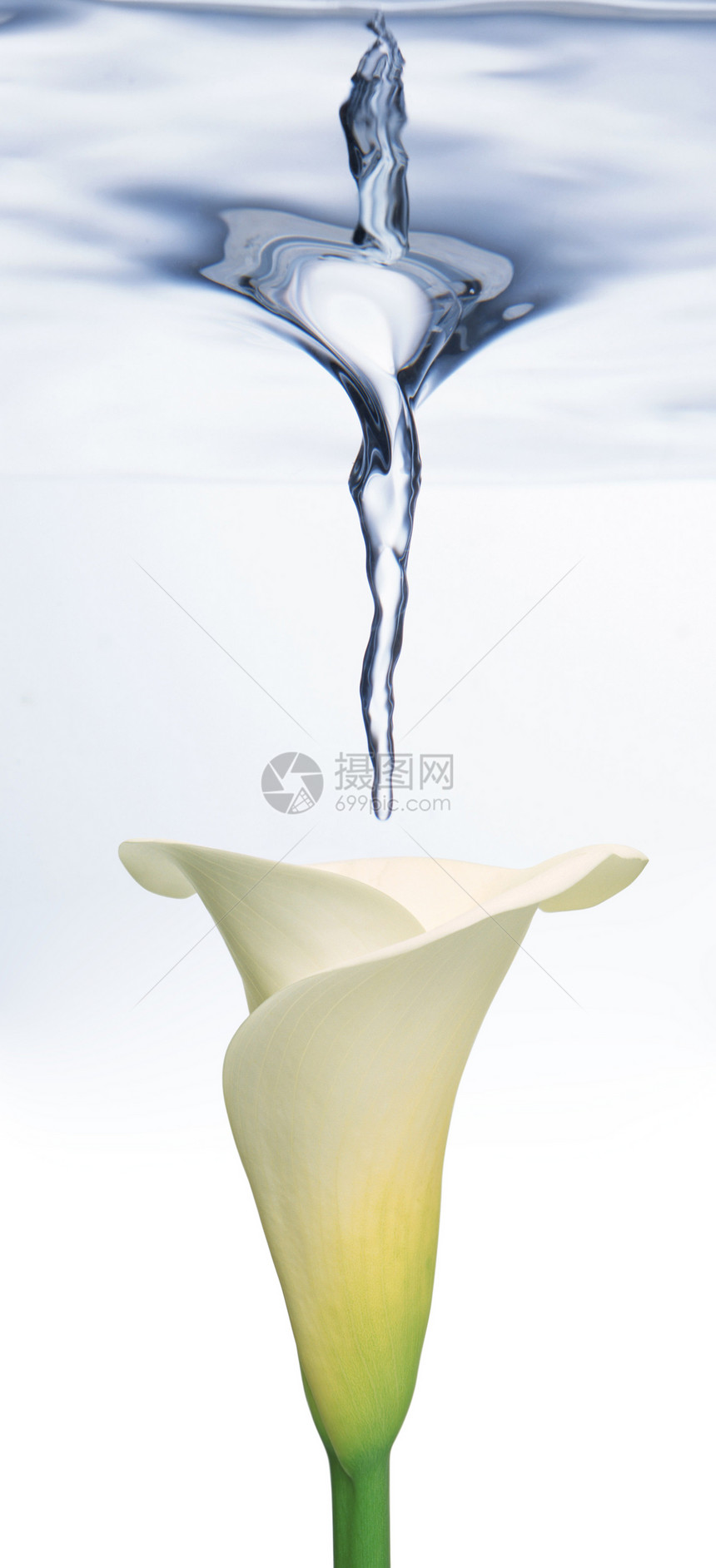 Calla Lily 水下图片