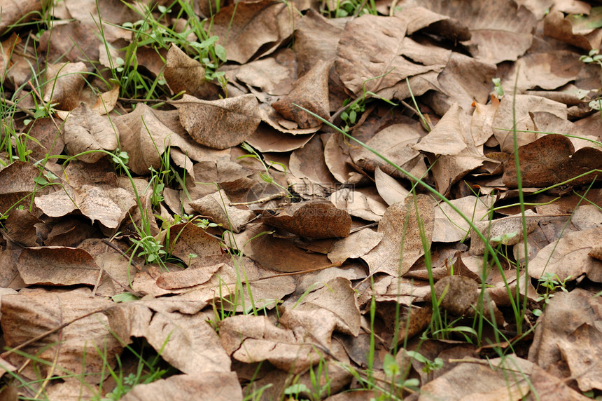 棕色叶叶植物学叶子宏观绿色地面植物群植物季节树叶图片