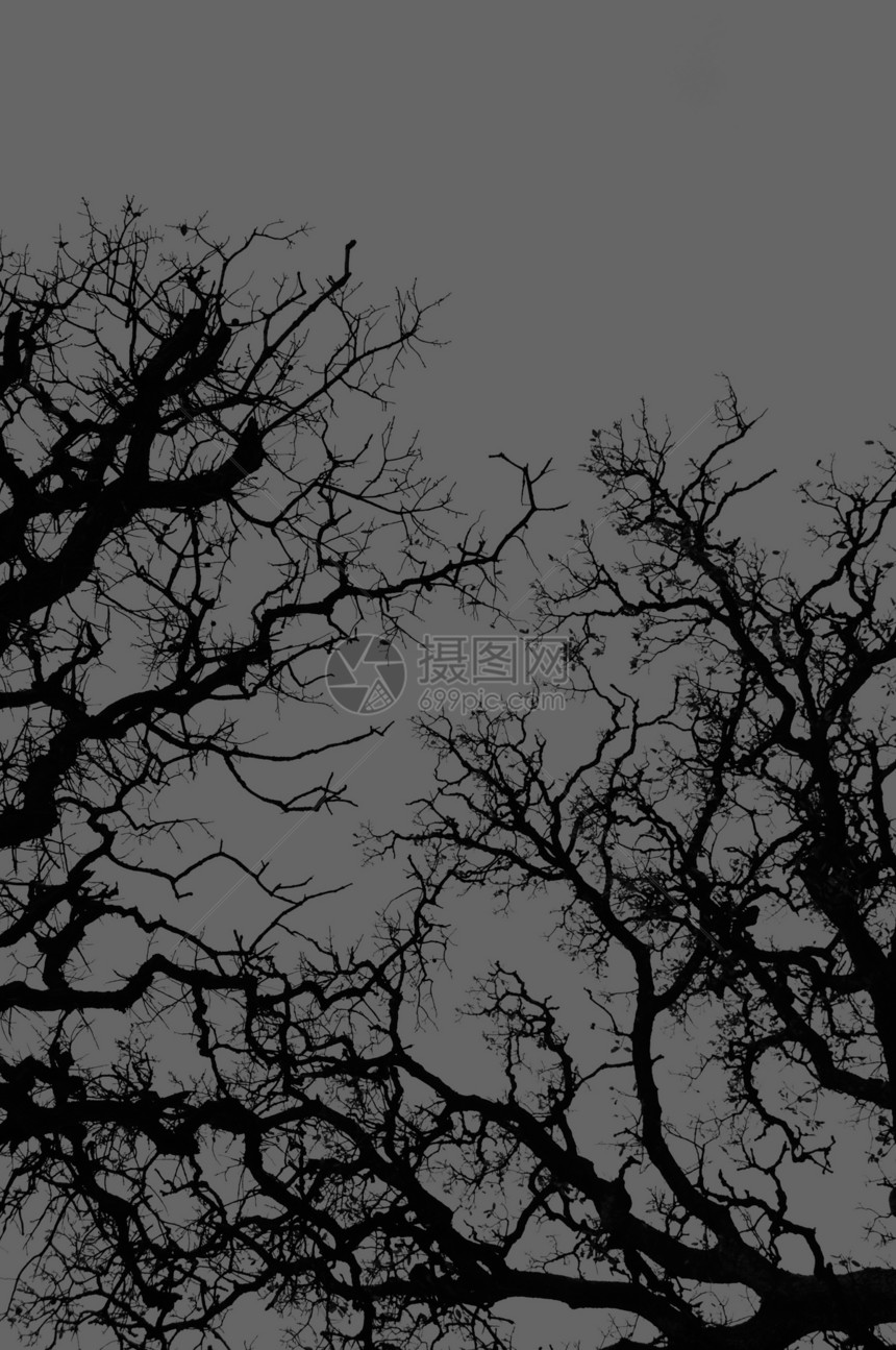 橡树枝条树干季节森林生活木头公园黑色灰色植物图片
