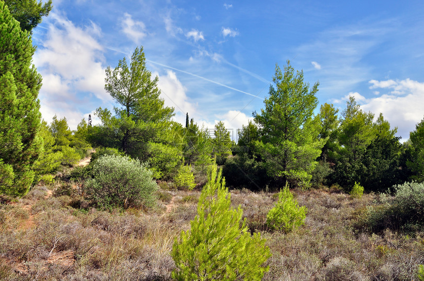 松林林蓝色植物群绿色衬套日光天空乡村农村国家风景图片