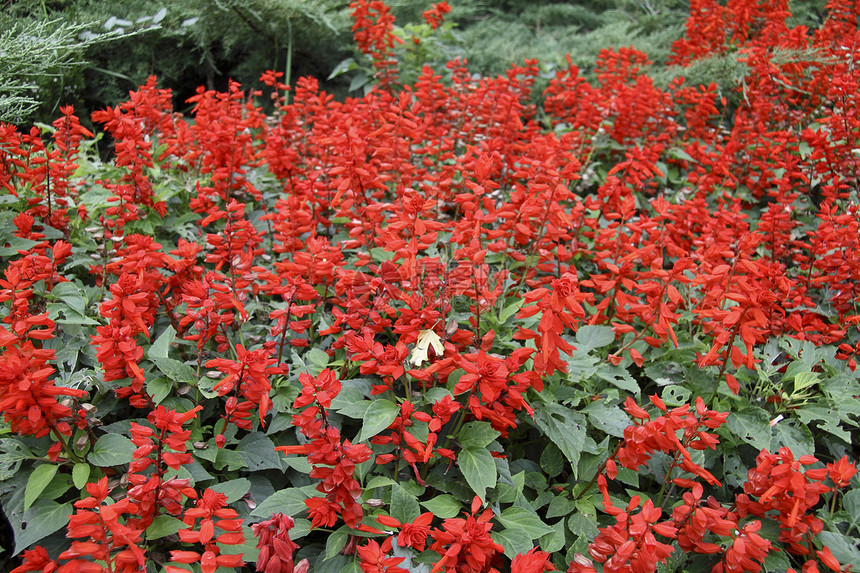 红花背景折扣花园植被花坛红色亚热带公园图片