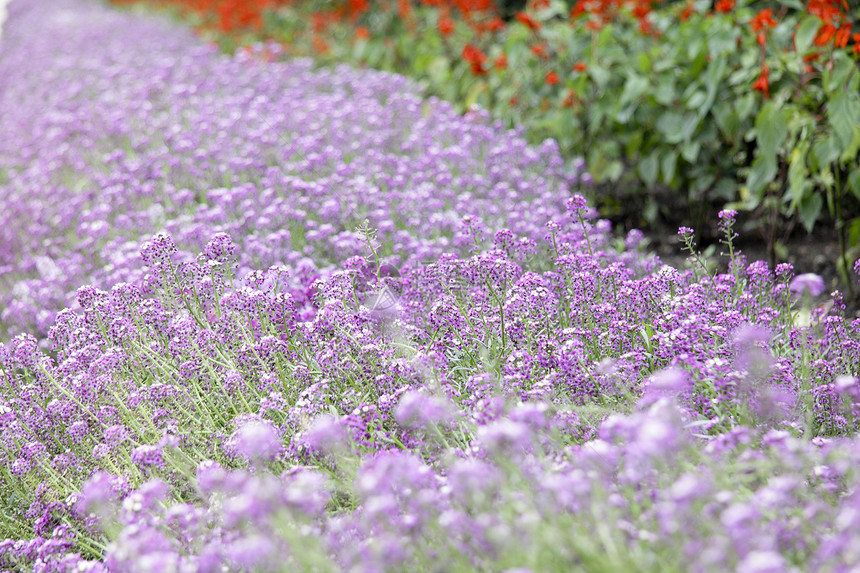 紫花地毯底底植物学花园晴天植物群公园花瓣植物图片