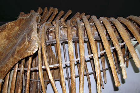 恐龙骨骼牙齿反光板侏罗纪颅骨展览阴影爬虫动物化石背景图片
