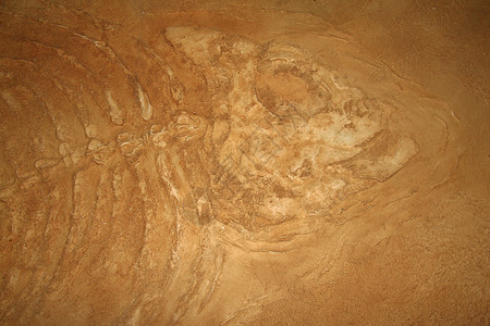 巨型鱼类化石恐龙骨骼岩石邮票科学背景图片