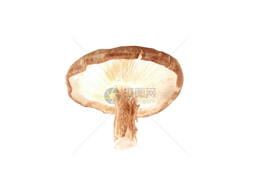 新鲜的纽扣蘑菇 冠尼翁 白色背景图片
