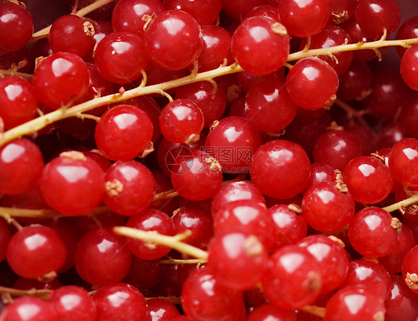 特写时红莓的背景背景维生素红色醋栗食物宏观季节性水果图片