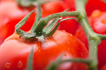 番茄活力蔬菜小吃工作室水果美食健康藤蔓宏观枝条背景图片