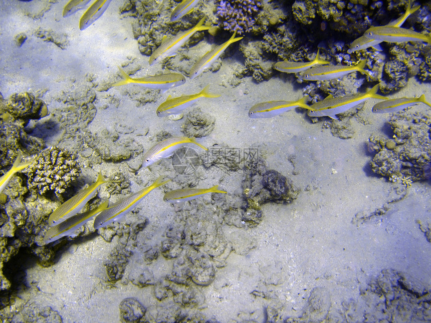 在珊瑚礁附近游泳的鱼群殖民地珊瑚情调潜水太阳探索旅游假期热带水族馆动物图片
