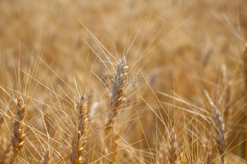 收成前是Rye框架国家植物食物季节晴天面包农村玉米场景图片