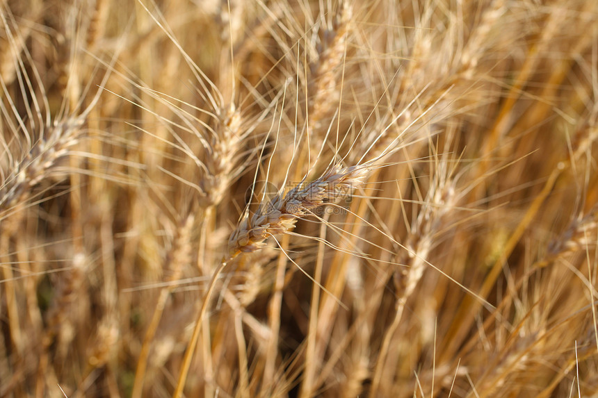 收成前是Rye种子季节食物晴天大麦生产核心稻草植物收获图片