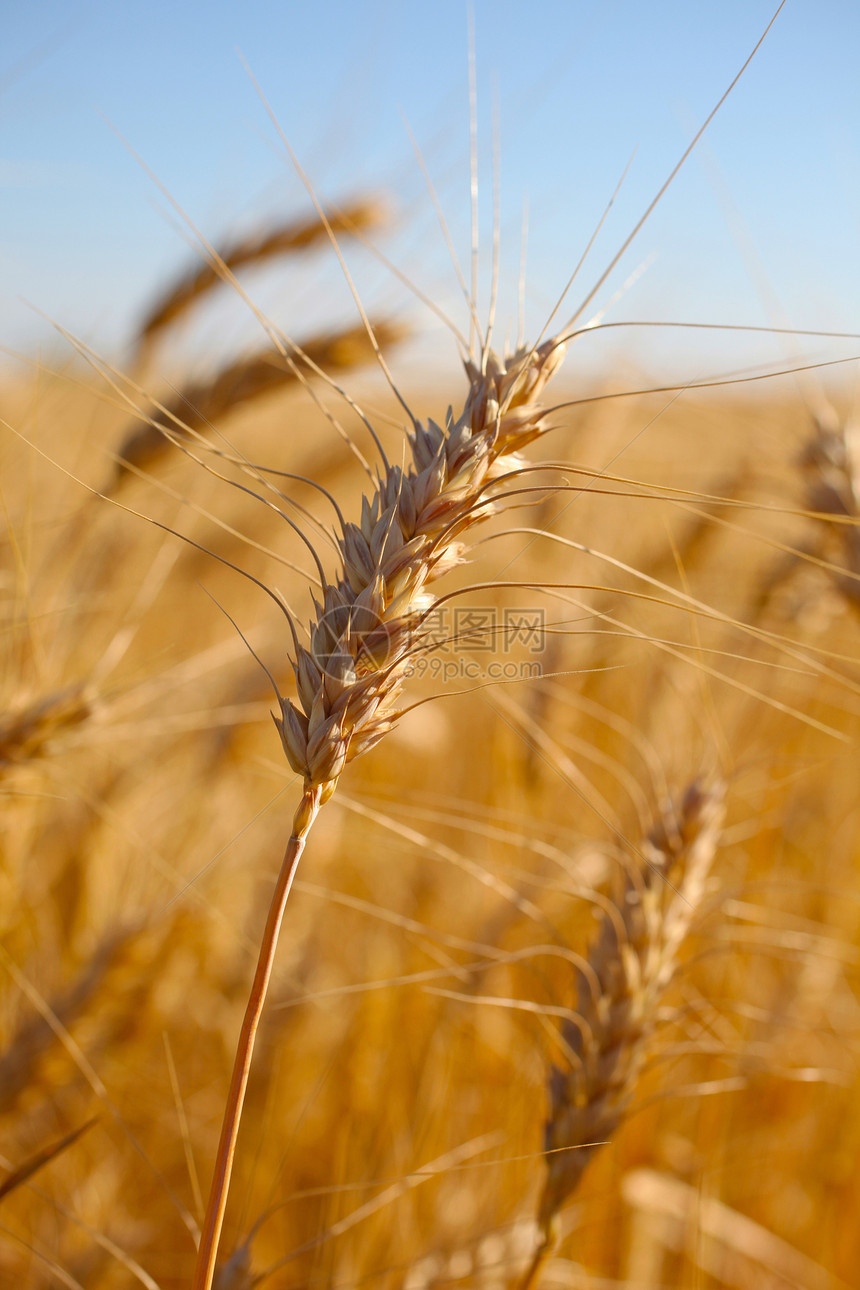 在捕捉宏观摄影之前是Rye 有选择的焦点面包小麦粮食框架季节太阳场景生长阳光种子图片