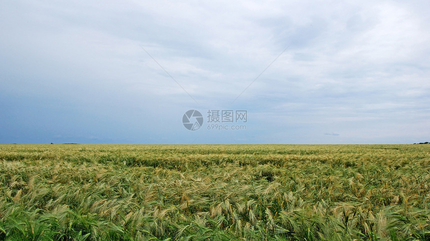 黑麦地貌景观 戏剧性夏季天气植物天空稻草草地粮食环境生长食物土地国家图片