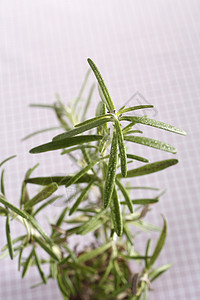 工厂意大利语野餐植物白色百里香智者花束迷迭香盆栽草本背景图片