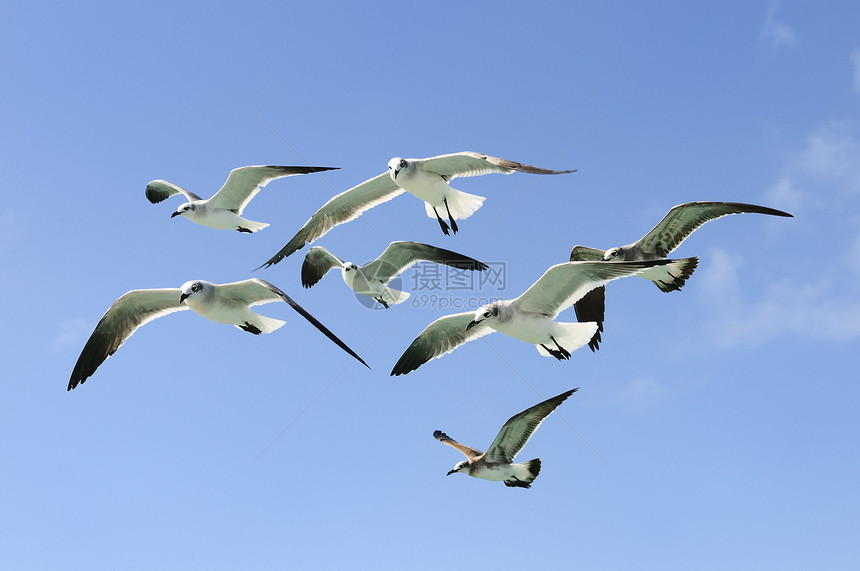 一组海鸥翅膀荒野航班环境支撑航海羽毛野生动物自由海岸图片