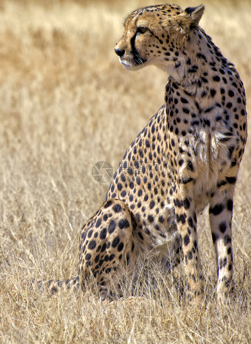 a 非洲纳米比亚阿图沙国家公园阿图沙草地的猎豹图片