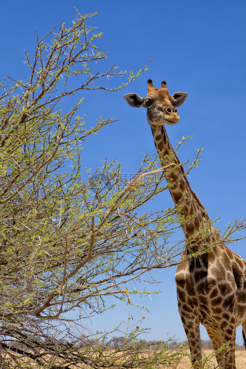 非洲纳米比亚国家公园的长颈鹿脖子公园动物国家野生动物图片
