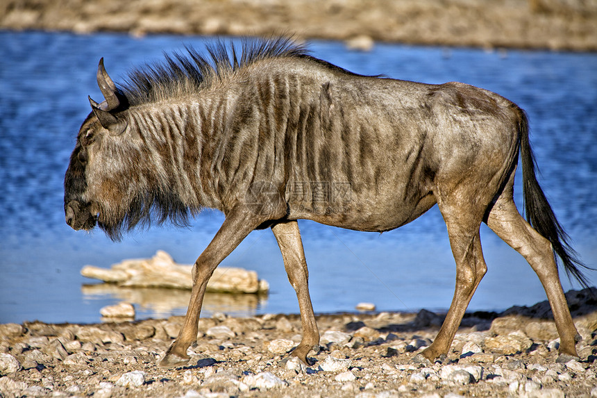 伊托沙国家公园纳米比亚的一个水坑前面的蓝色野马图片