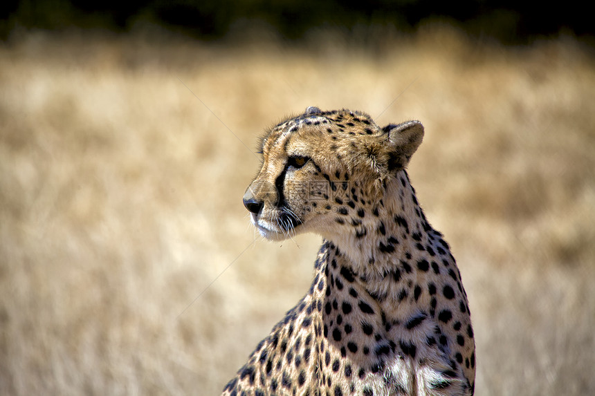 非洲纳米比亚国家公园猎豹国家动物野生动物脖子公园图片