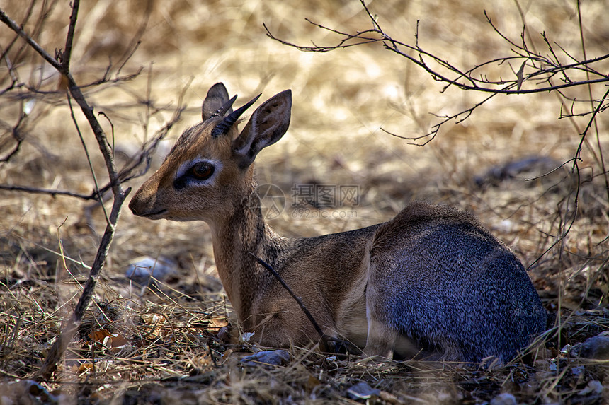 etosha国家公园的国家公园野生动物动物脖子图片