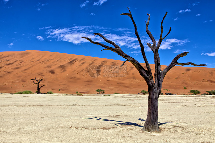 非洲西部纳米比亚公园的一棵死树图片