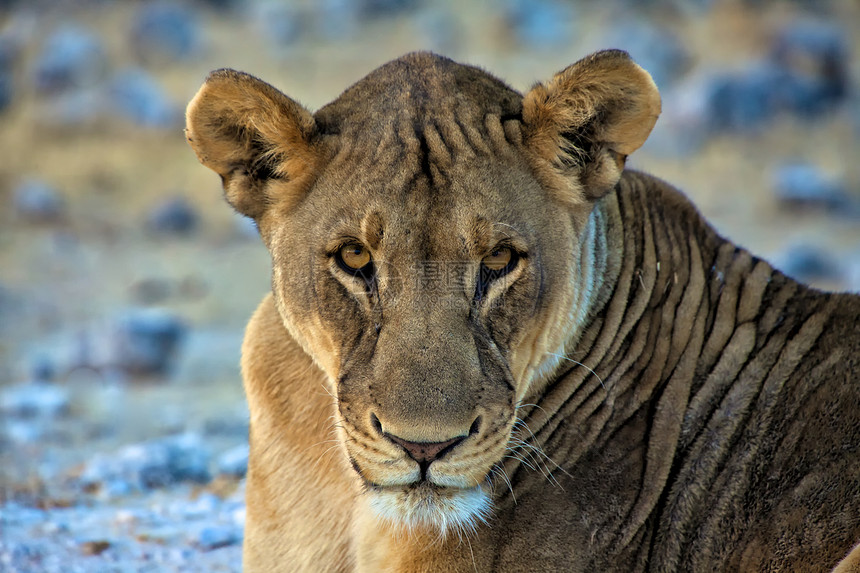 非洲纳米比亚国家公园的一头狮子的脸图片