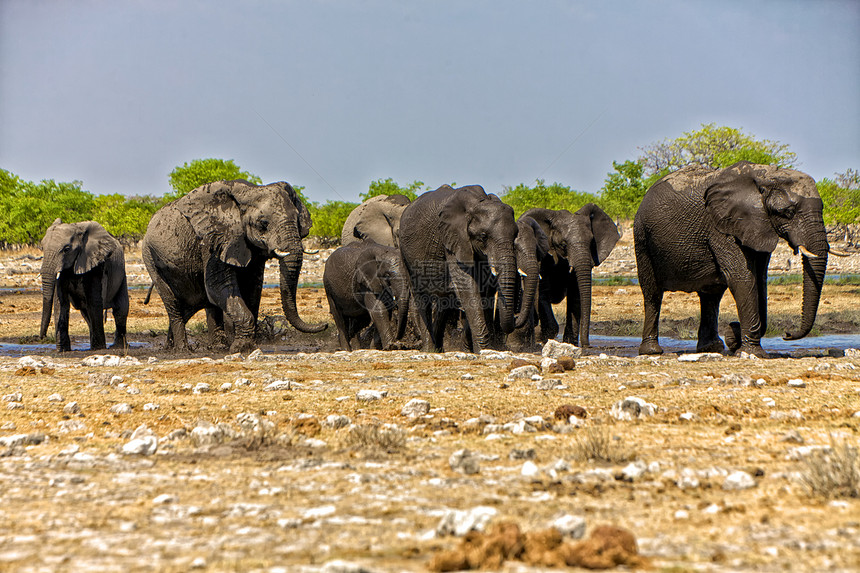 一群大象穿过非洲纳米比亚阿图沙国家公园的埃托沙的一个水坑图片