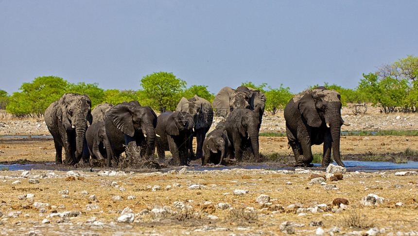 一群大象穿过Etosha国家公园纳米比亚的一个水坑图片
